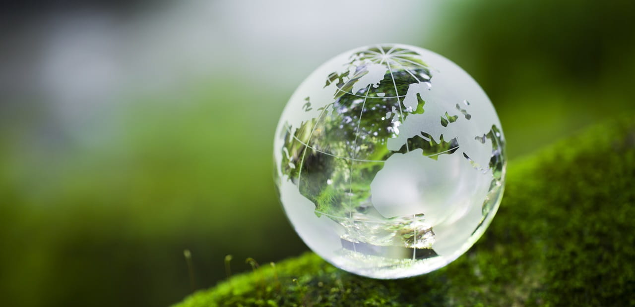 Glass globe on mossy tree branch.